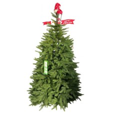 Տոնածառ 2.4մ